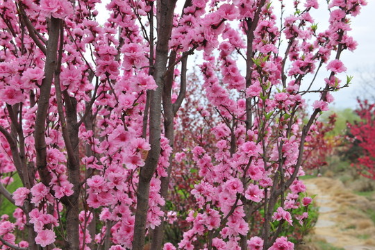 櫻花園 櫻花