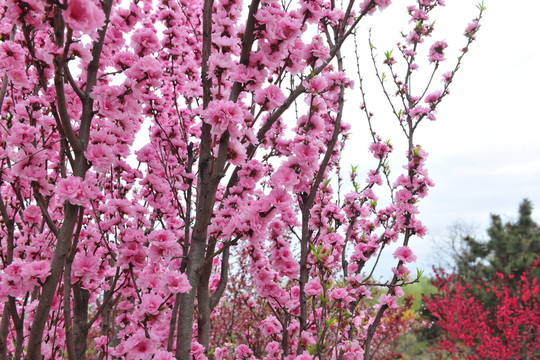 桃花 景觀樹(shù) 園林景觀
