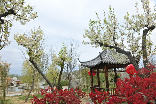 梨花 梨樹