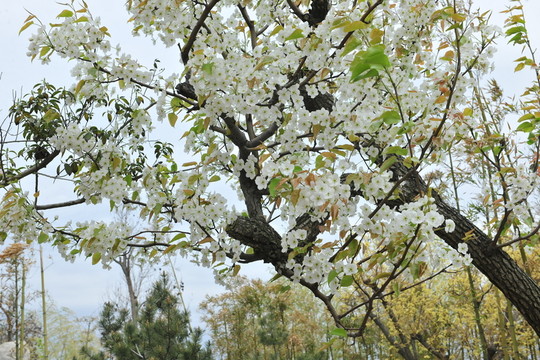 梨花 梨樹(shù)