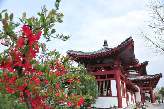 櫻花園 櫻花
