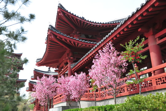 櫻花樹 櫻花園