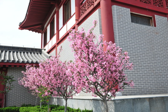 櫻花 櫻花樹
