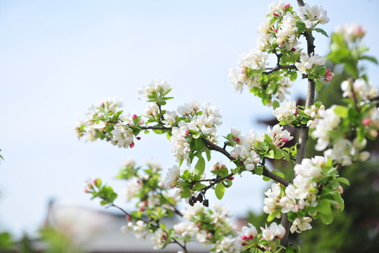 海棠花 白色花 園林花卉