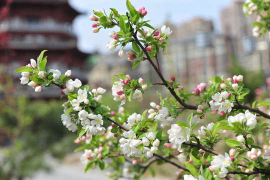 海棠開花 海棠樹