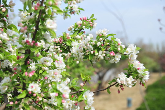 海棠花