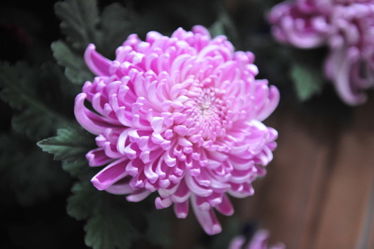 菊花