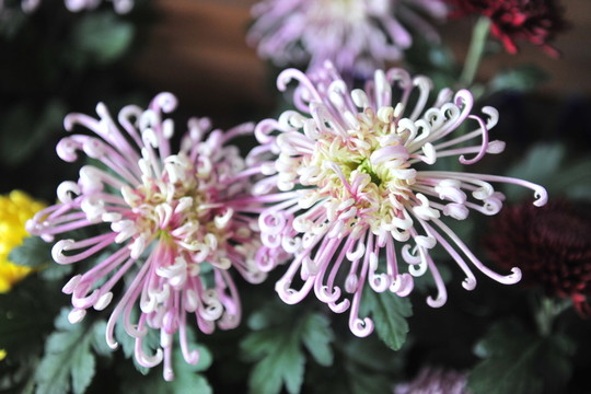 菊花 金絲菊