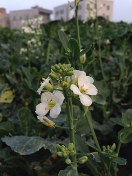 芥藍(lán)菜花