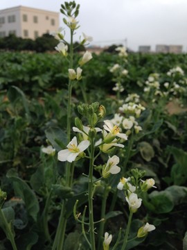 芥藍菜花