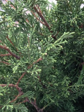 蕨被植物