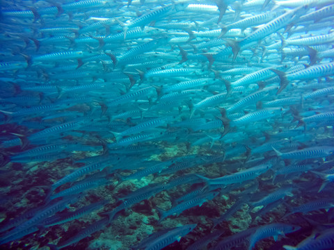 海狼風(fēng)暴