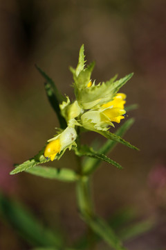鼻花