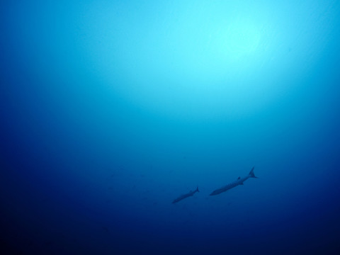 海底世界