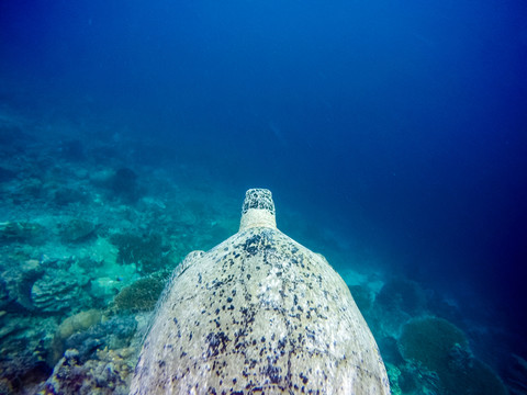 海龜