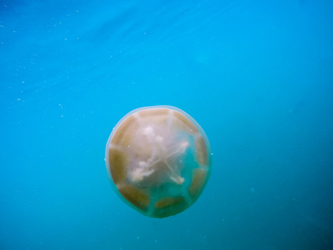 水母湖