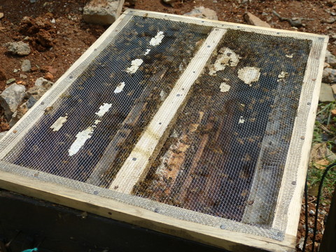 蜂箱 養(yǎng)蜂場(chǎng) 蜜蜂