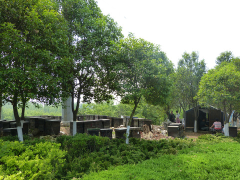 養(yǎng)蜂場 蜜蜂 蜂箱