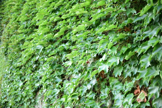 爬山虎綠色背景