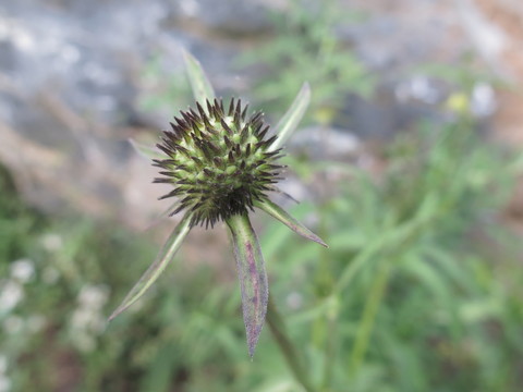川續(xù)斷