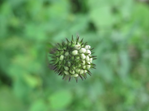 川續(xù)斷