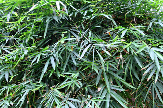竹子 竹葉 植物