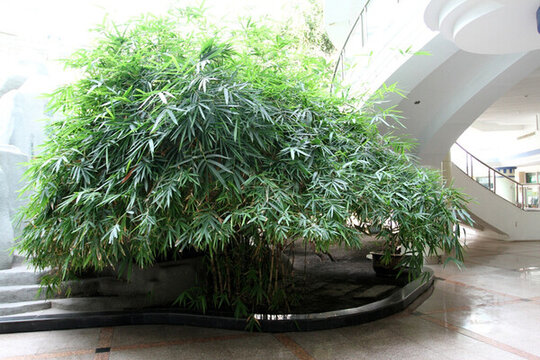 竹子 竹葉 植物