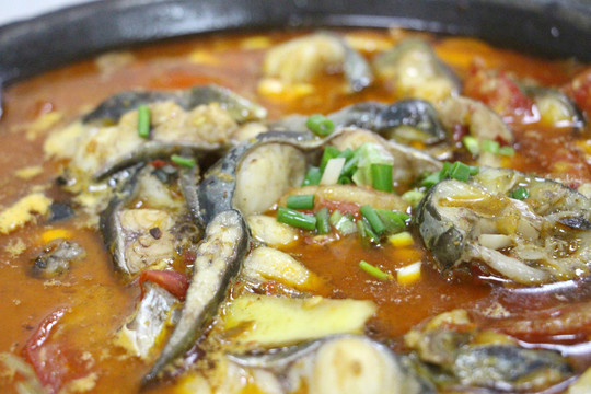 鯰魚