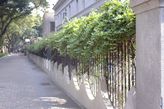 爬山虎
