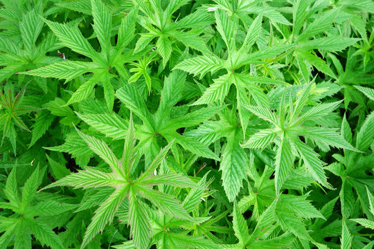 蚊子草