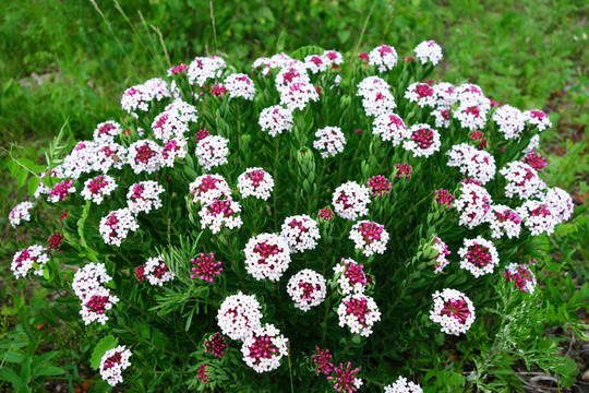 狼毒花