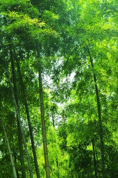 竹林