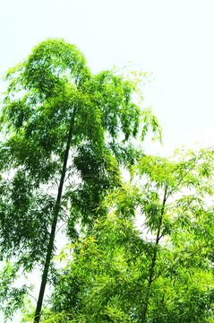 竹林 竹子 翠竹