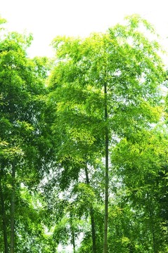 竹林 竹子 翠竹