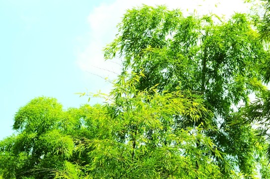 竹林 竹子 翠竹