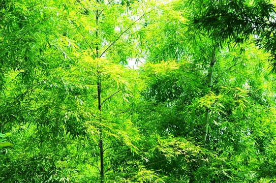 竹林 竹子 翠竹