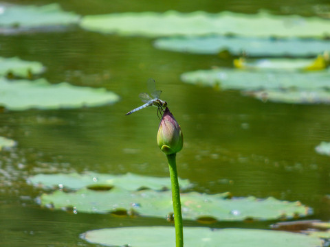 蜻蜓立上頭