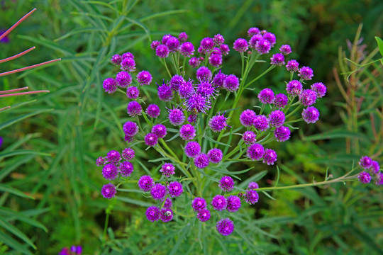 球花風毛菊