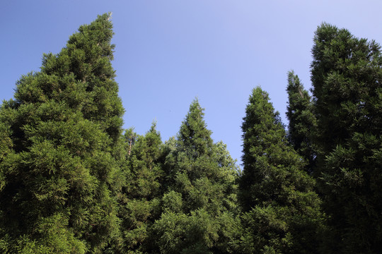 樹(shù)林