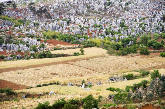 麥田