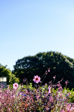 花園