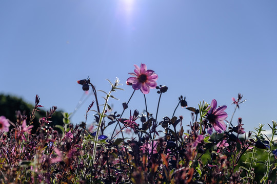 花園