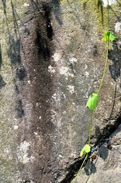 石頭墻 植物墻