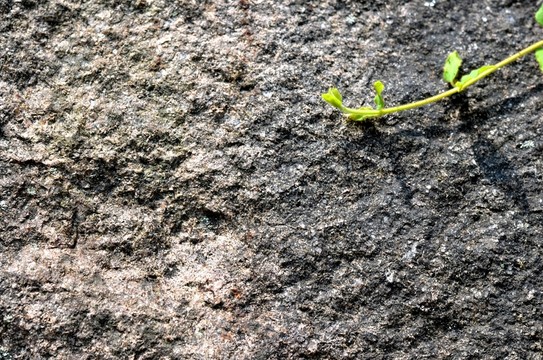 石墻 植物墻 墻壁