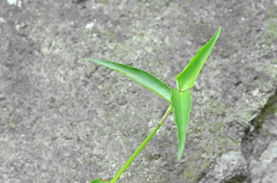 石墻 植物墻 墻壁