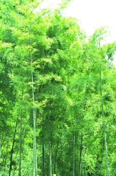 竹林