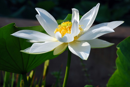 白蓮 荷花