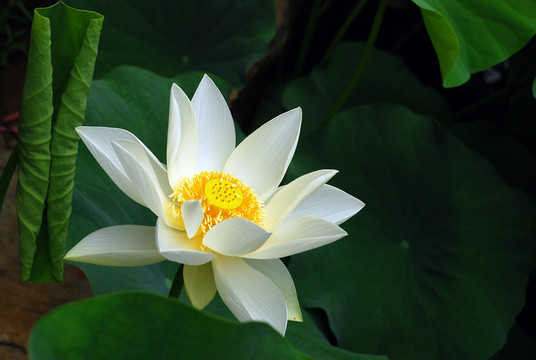 白蓮 荷花