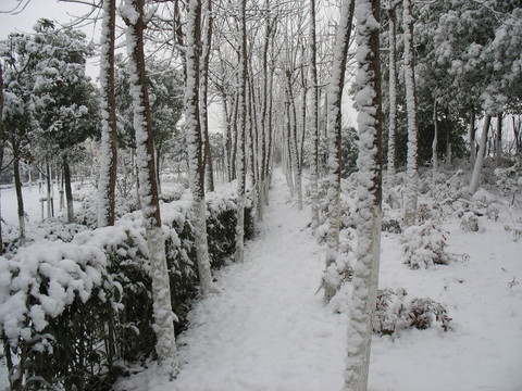 雪中樹林