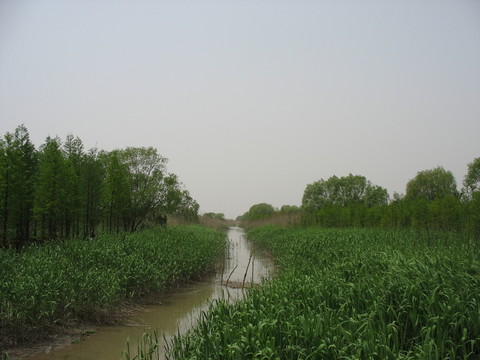濕地河道